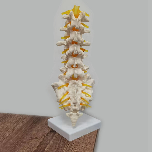 Modelo De Equipo De Enseñanza: Columna Lumbar De 5 Segmentos