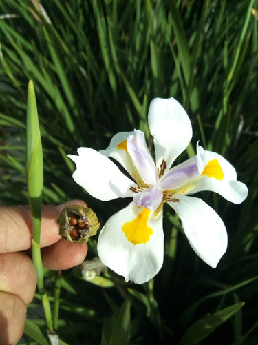 Semilla Iris Blanco 