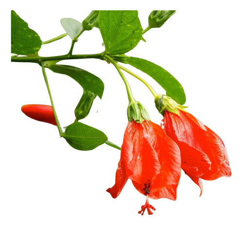 Mudas De Malvavisco Hibisco Colibri Vermelho
