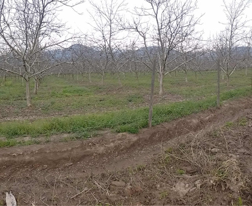 Maravillosa Parcela En Producción De Nueces