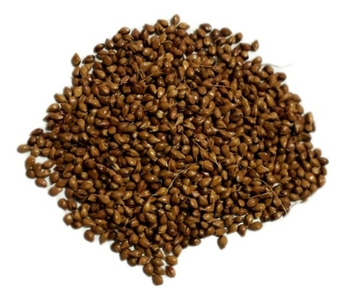 Sorgo Vassoura -1 Kg De Sementes - Produção Vassoura Caipira