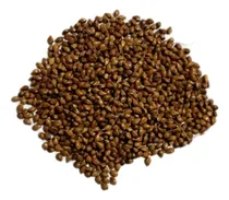 Comprar Sorgo Vassoura -1 Kg De Sementes - Produção Vassoura Caipira