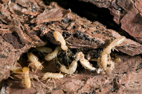 Preservador Maderas. Cebo Dominante. Termita Carcoma Taladro