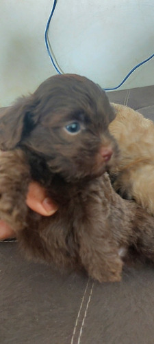 Imagem 1 de 5 de Poodle Toy