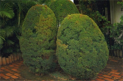 100 Sementes De Eugenia Sprengelii
