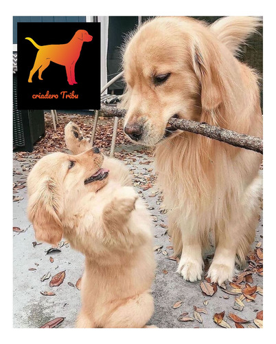 Los Golden Retriever Con Mas Historia - Criadero Tribu