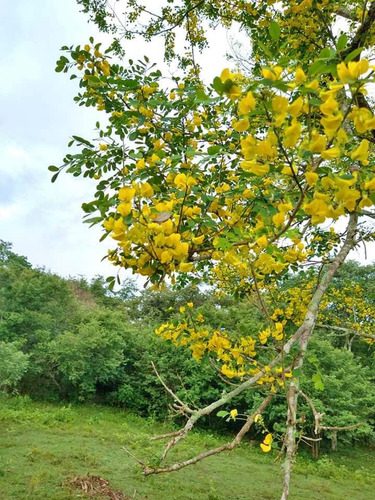 Quebracho Quebrache 1 Planta