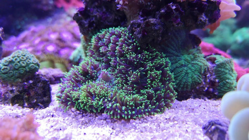 Coral Blando - Rhodactis Indosinensis - Acuario Marino