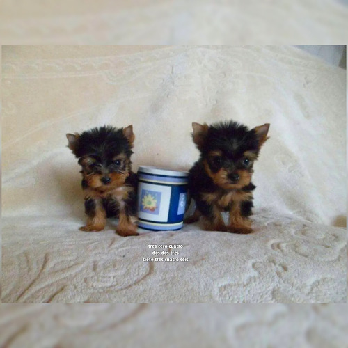 Tiernos Yorky Super Miniatura Tea Cup Macho Y Hembra