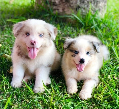 Border Collie Merle Cachorros