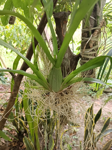 Plantula De Orquídea Lluvia De Oro (oncidium) Tamaño Grande