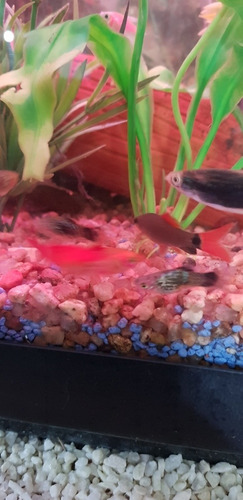 Pez Platys Spotted