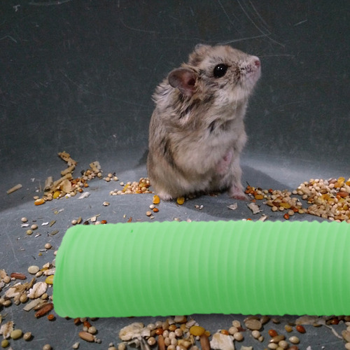 Divertido Túnel Para Mascotas, Juguete Plegable Para Hámster