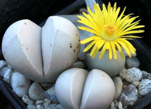 Sementes Cacto Pedra Lithops Dinteranthus Wilmotianus
