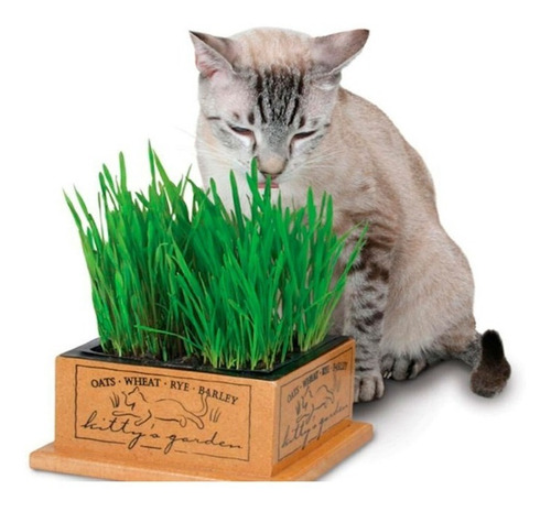 Grama Dos Gatos A Verdadeira Frete Gratis 1002 Sementes