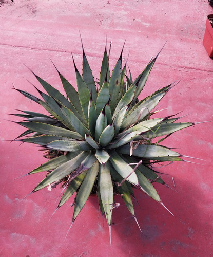 Agave Macroacantha Suculenta De Colección Quillayani Cactus