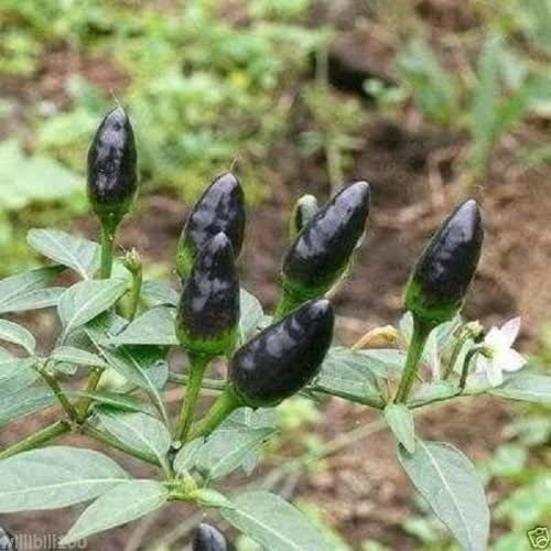150 Semillas De Chile Piquín Verde