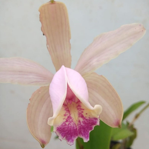 Orquídea Exótica Coleção Rara Cattleya Intermedia X Forbesii