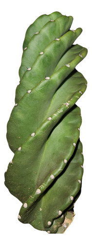 Estaca Cacto Parafuso