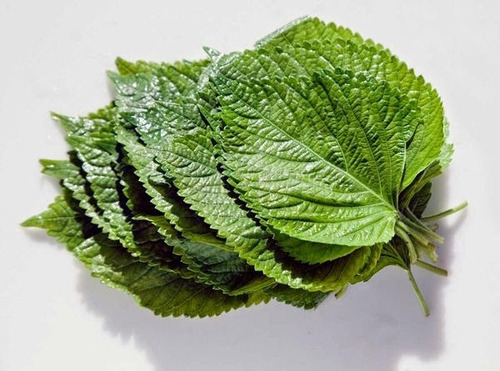 Perilla Shiso Mix - Roxa E Verde - Baby Leaf - 40 Sementes