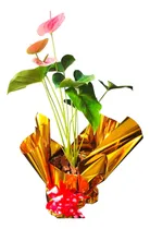Comprar Anturio Holandés Sweet Dream, Interior, 45 Cm, Regalo