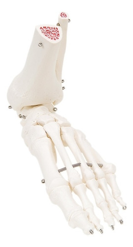 Modelo Anatómico Esqueleto Del Pie Con Tobillo Y Huesos