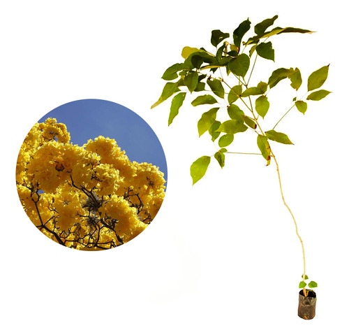 Kit Com 9 Mudas De Ipê Amarelo