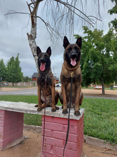 Cachorros Inscritos Pastor Belga Malinois