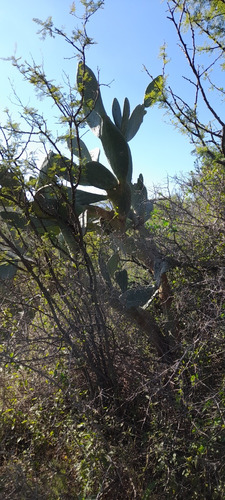 Lote, Terreno En Traslasierra, Córdoba. Los Pozos