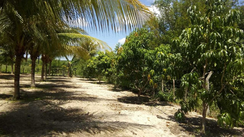 Imagem 4 de 14 de Vendo Linda Chácara Com 22 Hectares Com Bastante Frutas