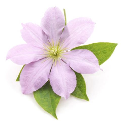 Clematis, Trepadora Exotica. Decojardin Bella Vista