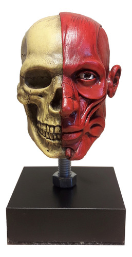 Cráneo Anatomía Fc - Escala 1.4 (escultura)