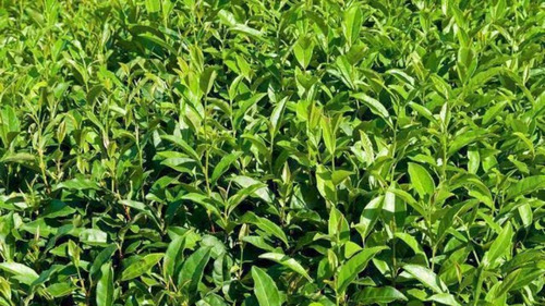 Chá Branco 100 Gr Ervas Secas Para Chá