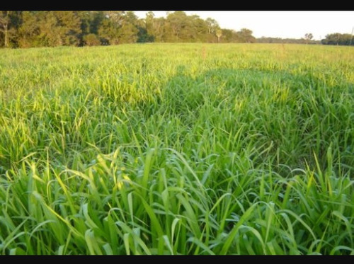 Semillas De Pastos Brachiaria Decumbens Present Por 1 Kilo