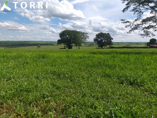 Imagem 6 de 20 de Fazenda À Venda Em Alto Alegre - Fa00176 - 69382951