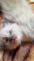 Comprar Gato Gatito Ragdoll Machito !! - N0 Himalayo Birmania Persa