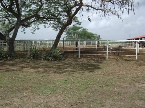 Imagen 4 de 9 de Venta De Finca En Los Cardones Ve02-021lc-mt