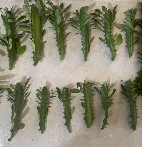 20 Portainjerto Para Cactus Con Raíz Envío Gratis