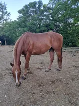 Comprar Caballos Y Yeguas Excelentes - Mansos Como Para Niños