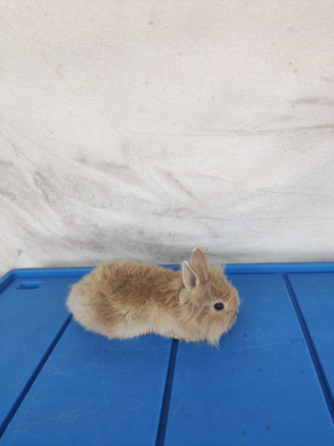 Hermoso Conejo Enano