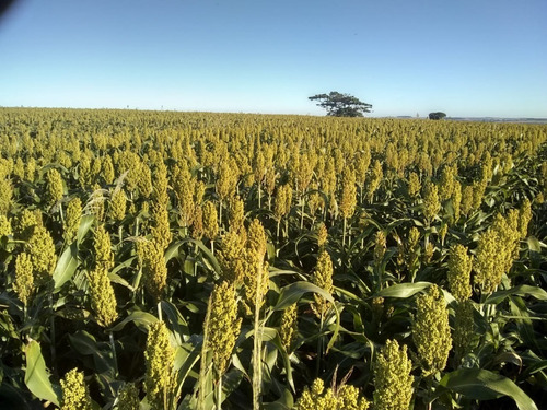 Imagem 3 de 30 de Fazenda À Venda Em Echaporã/sp - Fa00113 - 68992877