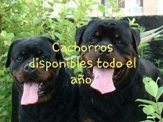 Rottweiler Cachorros Muy Lindos 