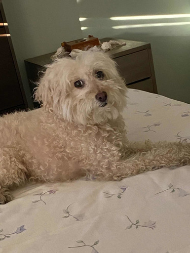 Imagen 4 de 5 de Cuido Perros Pequeños En Mi Domicilio Solo Uno Por Vez