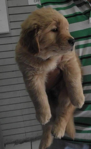 Fascinantes Golden Retriever De Buen Porte 