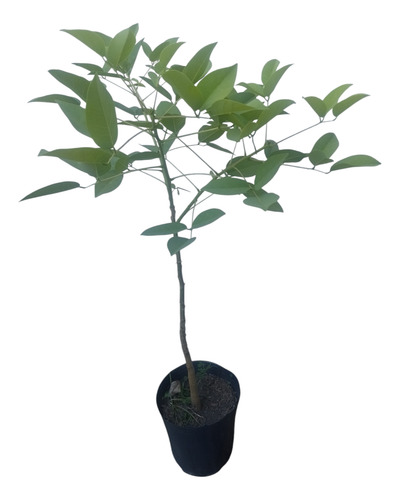 Árbol Del Ceibo