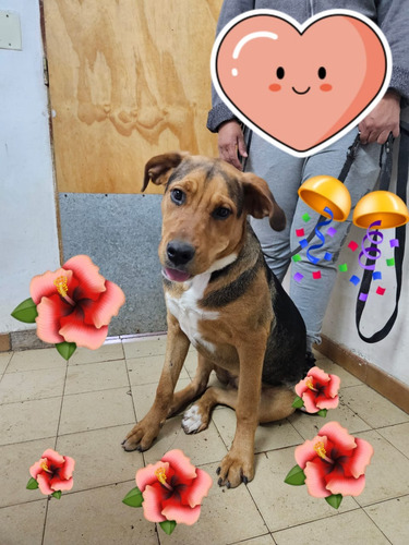 Cachorrona Sacha, 1 Añito, Preciosura 100%, Leer Y Responder