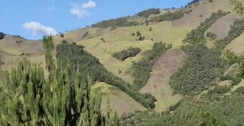 Bloque De 123 Hectareas Para Aguacate Hass En Abejorral