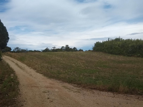Imagem 8 de 16 de Área Industrial A Venda Em Araucária Pr - Te00004 - 68900873