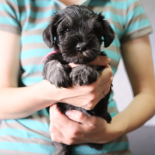 Imagen 2 de 7 de Schnauzer Miniatura Hembra Con Pedigree Kcu