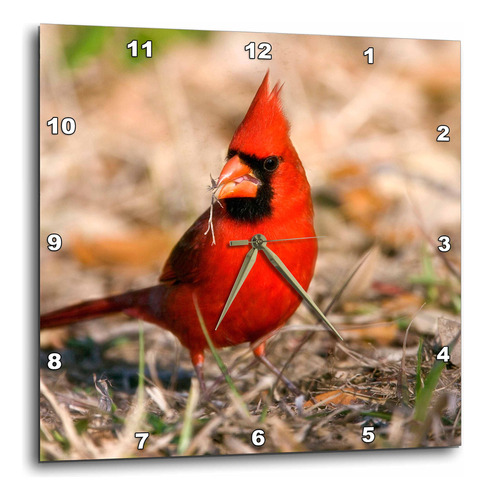 3drose Dpp__1 Northern Cardinal Bird, Coastal Texas Us44 Mp.